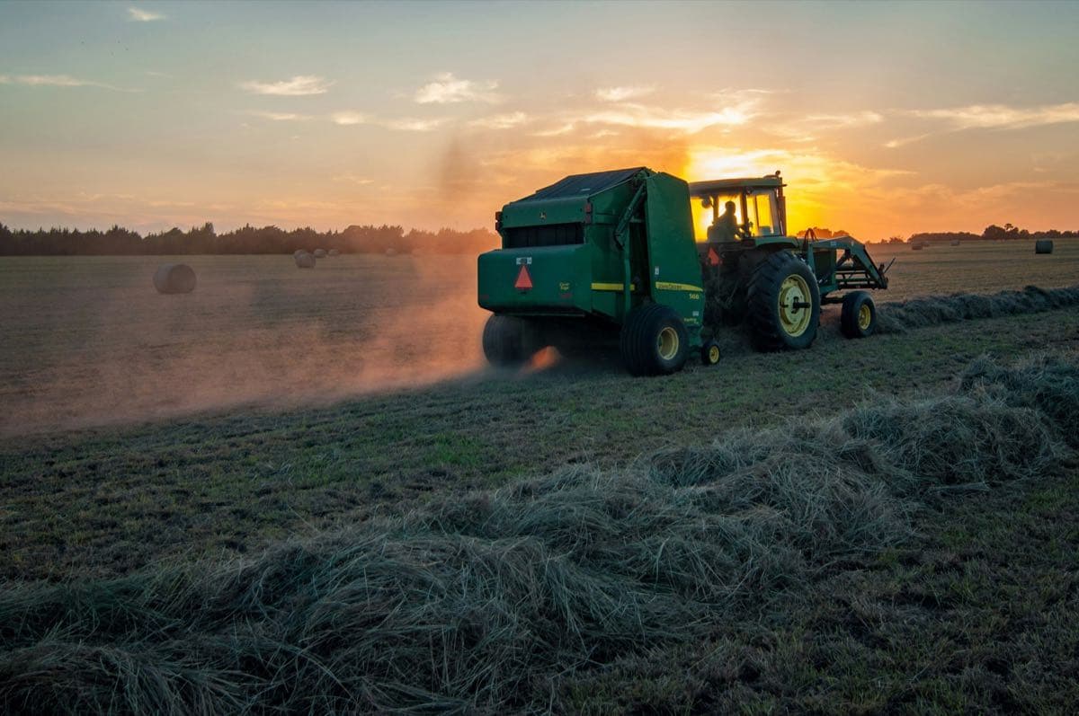 Agricultural workers in the field